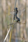 Herbst-Mosaikjungfer (Aeshna mixta)